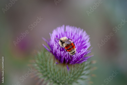 bee on thistle