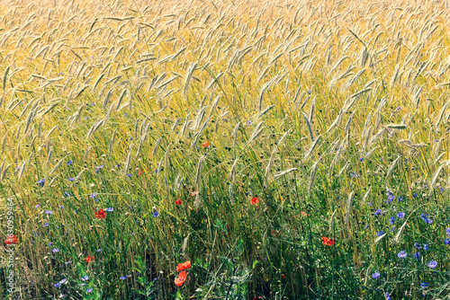 Feld040823a
