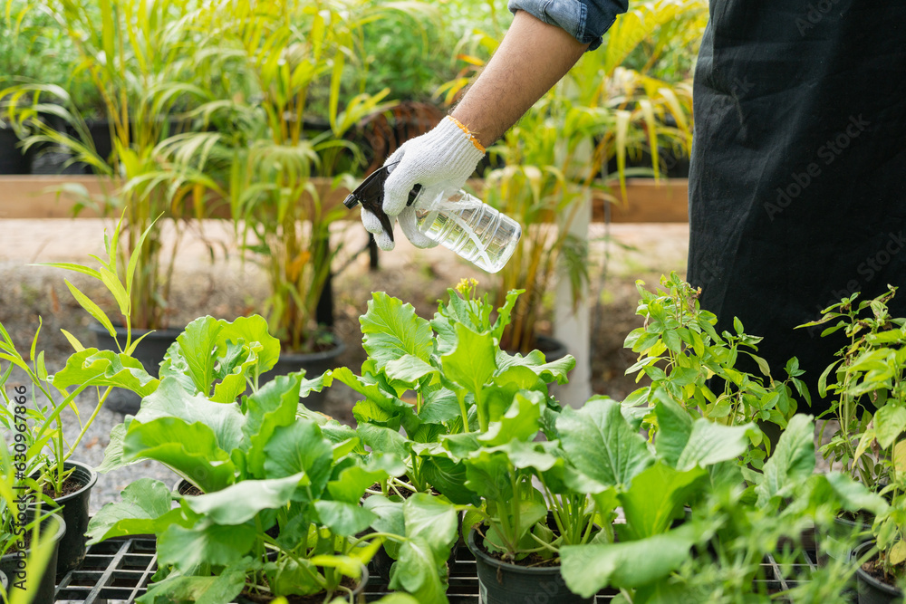 Flower care harvesting. Florists man working gardening in the backyard. Happy gardener man in gloves and apron plants flowers in greenhouse. Planting in pot with dirt or soil Flower care harvesting. Florists man working gardening in the backyard. Happy gardener man in gloves and apron plants flowers in greenhouse. Planting in pot with dirt or soil