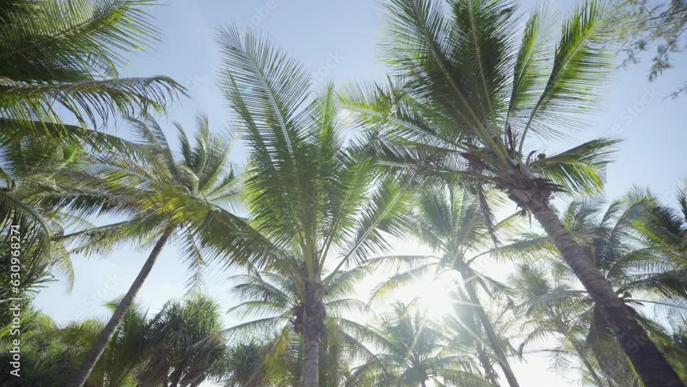 Coconut palm trees bottom view sky. Driving under palm trees grove dolly shot POV camera pass under sun. Coconut palm trees bottom view sky. Driving under palm trees grove dolly shot POV camera pass under sun.