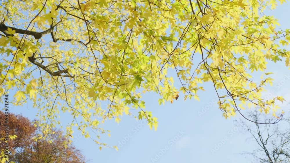 Autumn yellow maple foliage, Aceraceae on a tree. Autumn yellow maple foliage, Aceraceae on a tree.