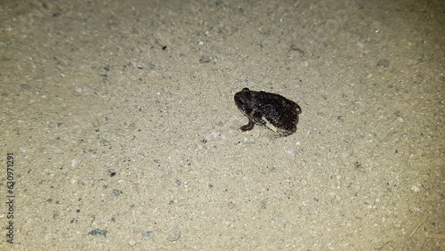 frog  toad  black frog  black toad  outdoor animal  amphibian  reptile  bullfrog  frog  amphibian  toad  animal  nature  wildlife  green  brown  macro  eye  reptile  h2o  frog  wild one  sand  small  