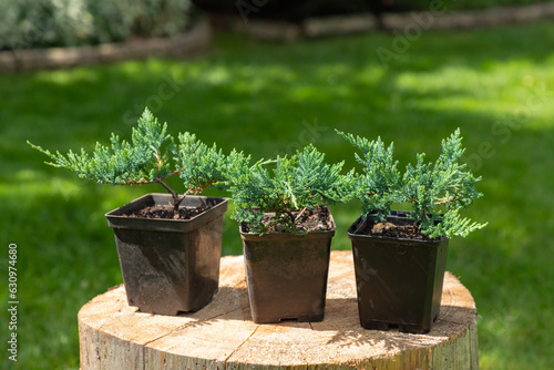 Juniper seedlings are in black plastic pots in the garden on a stump, ready for planting. Gardening background photo with soft selective focus.