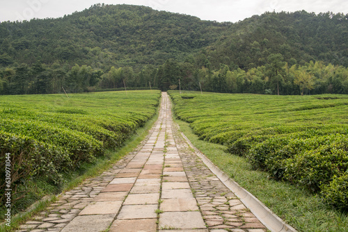 Tea farm © YUELIANG