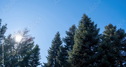 Greek Fir Abies Cephalonica evergreen coniferous tree at Pindus forest Epirus Greece. Under view photo