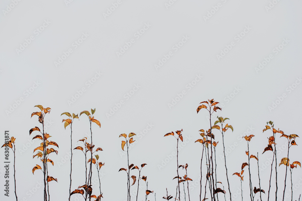 Obraz premium Autumn leaves on thin stalks against a grey sky