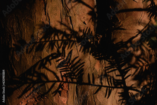 Shadows of pine needles against tree bark in Glasgow photo