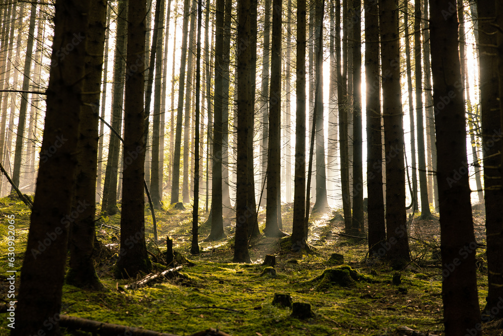 Obraz premium The rays of the sun break through the coniferous trees in the forest