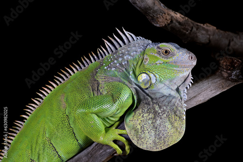 Green iguana on black background