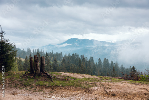 Coniferous forest against the background of a foggy mountain range