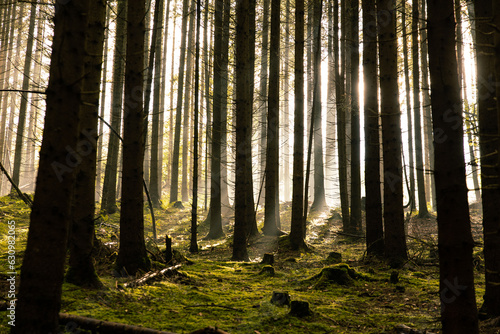 The rays of the sun break through the coniferous trees in the forest