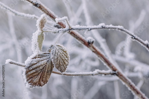 Bramble leaves covered in frost and ice © Cavan