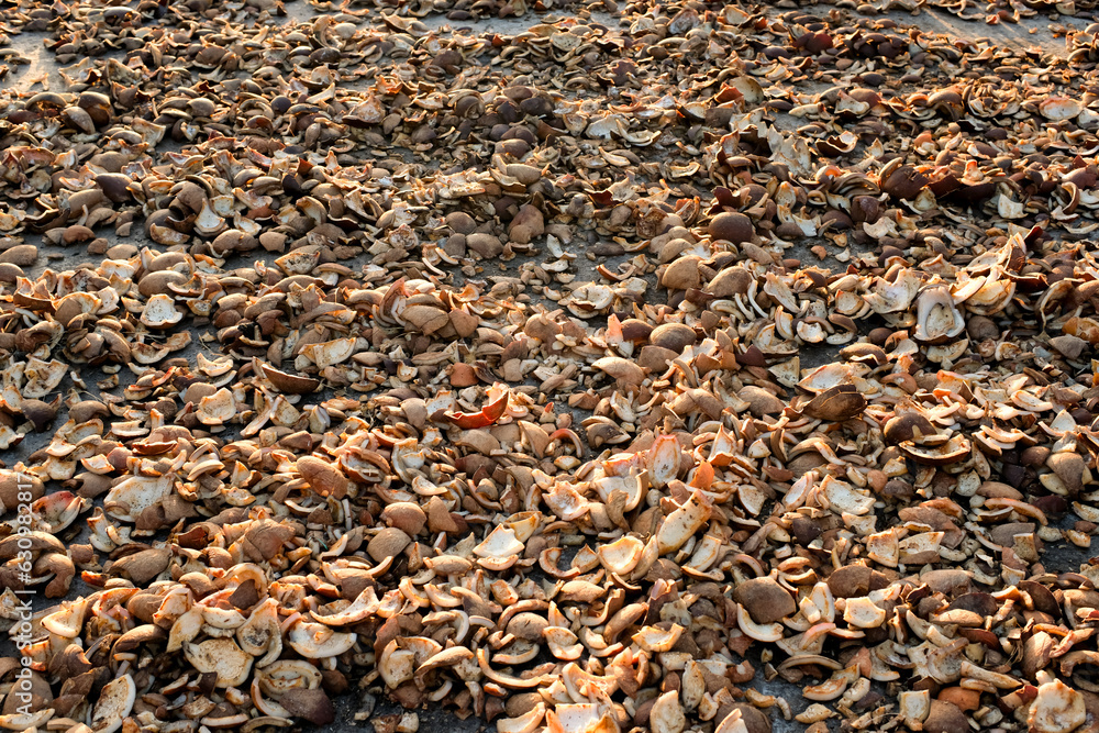 Dried copra from selected coconuts is used to extract coconut oil Dried copra from selected coconuts is used to extract coconut oil