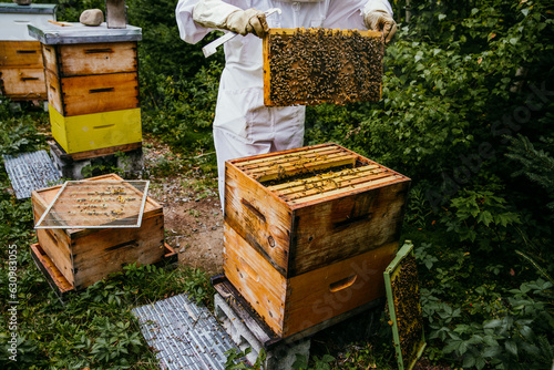 beekeeper inspecting her hives full of bees