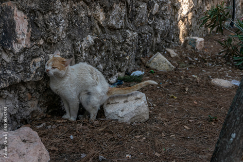 gato callejero en israel photo