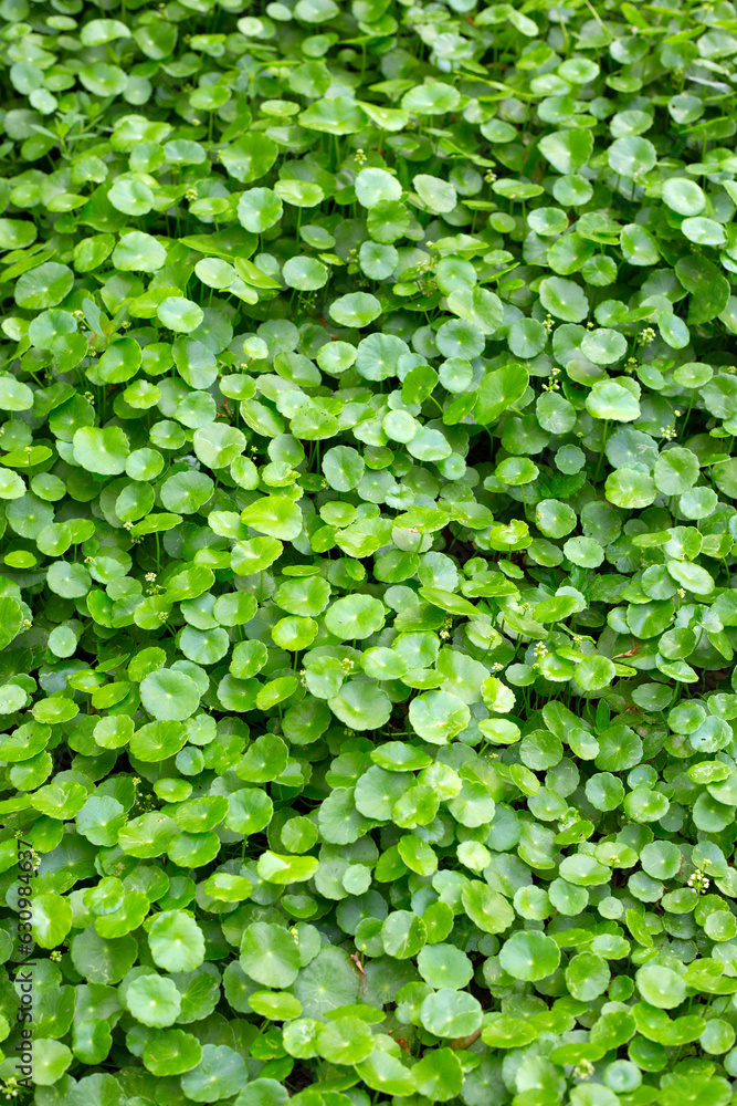 Centella asiatica (gotu kola). Fresh green leaves herb background. Centella asiatica (gotu kola). Fresh green leaves herb background.