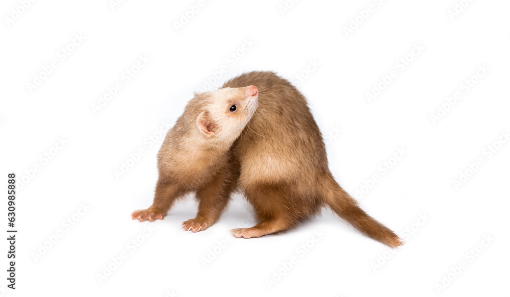 Ferret on a white background is insulated. Light color of the pet. Ermine, weasel, marten. Ferret on a white background is insulated. Light color of the pet. Ermine, weasel, marten.