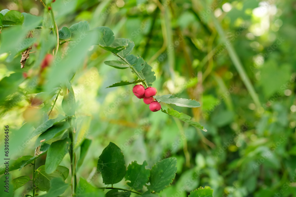 Sauropus androgynus (star gooseberry, Katuk tree with round red fruit ...