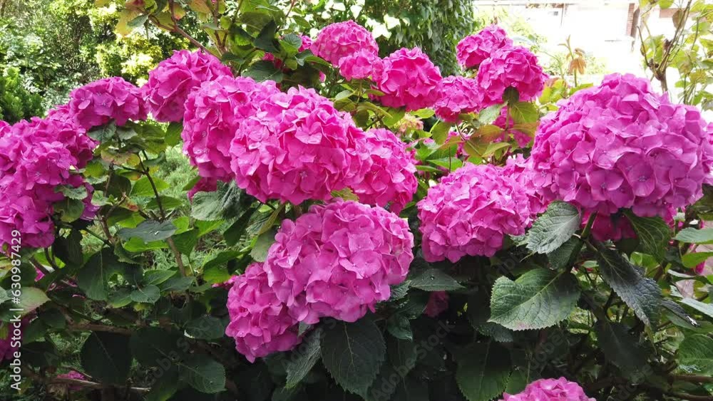 Beautiful pink hydrangea flower heads on a plant in an English garden Beautiful pink hydrangea flower heads on a plant in an English garden
