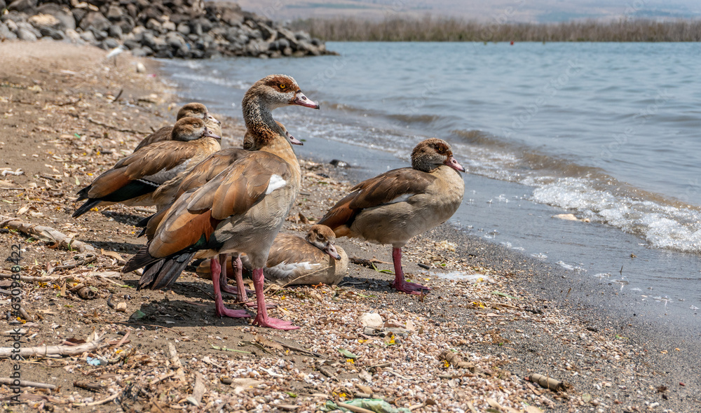 Fototapeta premium patos a la orilla del mar de galilea
