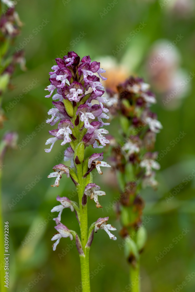 Burnt Orchid (Orchis ustulata) in natural habitat Burnt Orchid (Orchis ustulata) in natural habitat
