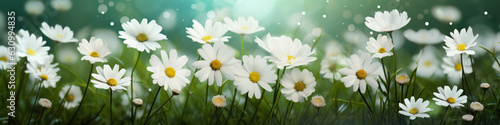 White daisies with green grass and leaves  in the style of bokeh panorama