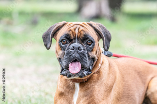 Beautiful German Boxer Dog sitting in front of green gras in a park looking cute © CL-Medien