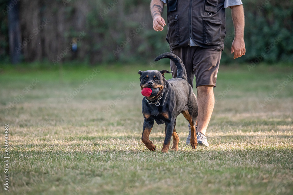 young black rottweiler dog training for protection sport and police young black rottweiler dog training for protection sport and police