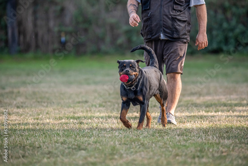 young black rottweiler dog training for protection sport and police © CL-Medien