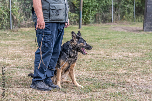 Beautiful german shepherd dog, smart and easy to train during training