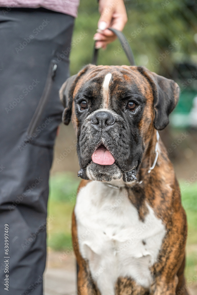 Beautiful German Boxer Dog sitting in front of green gras in a park looking cute