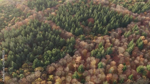 Wide view of Autumn Colourful Forest From Above during day time, aerial photo