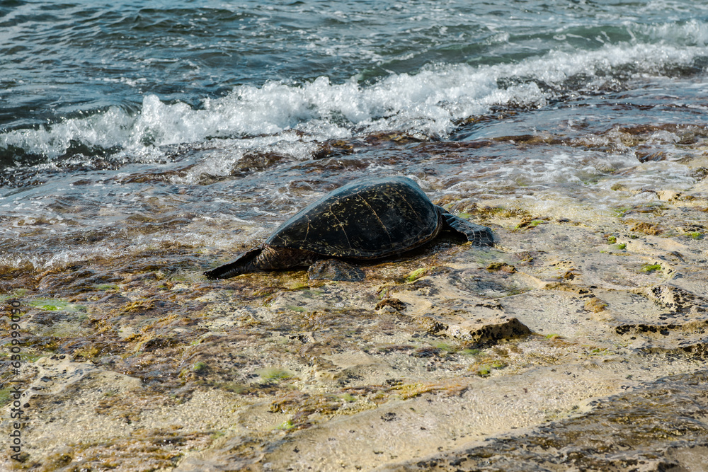 Laniakea Beach, North Shore of Oahu Hawaii. The green sea turtle (Chelonia mydas), also known as the green turtle, black (sea) turtle or Pacific green turtle,
