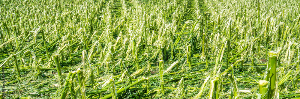 heavy storm and hail destroyed agricultural field heavy storm and hail destroyed agricultural field