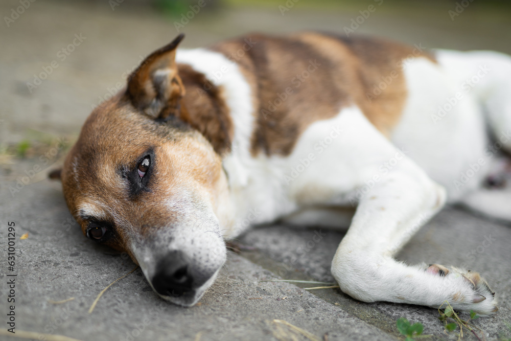 a sad dog is lying down outdoors