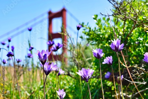 Фотография Beautiful purple flower on the ground Battery Spencer viewpoint with Golden gate bridge background