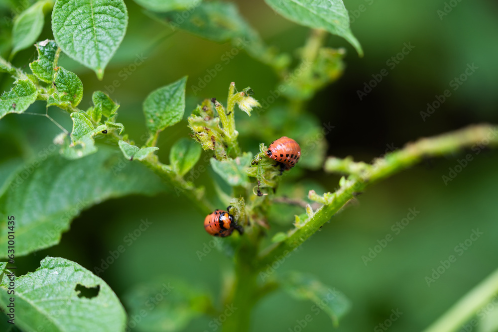 Colorado potato beetle pest eats potato leaves in the garden Colorado potato beetle pest eats potato leaves in the garden