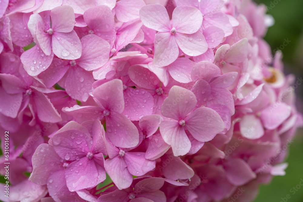 beautiful pink hydrangea flowers in the garden