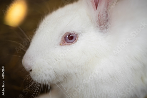 a beautiful white domestic rabbit is grazing and walking in the enclosure outdoors