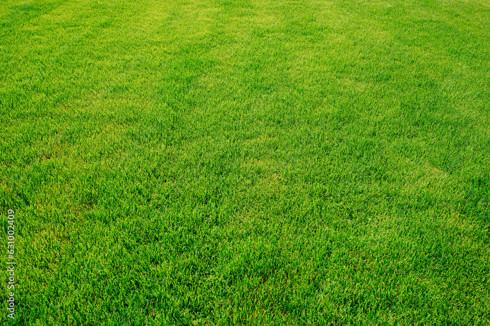 Green grass texture background, Top view of grass Grass Golf Courses green lawn pattern textured background. Green grass texture background, Top view of grass Grass Golf Courses green lawn pattern textured background.