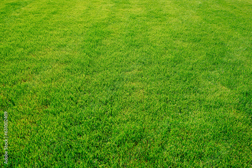 Green grass texture background, Top view of grass Grass Golf Courses green lawn pattern textured background.