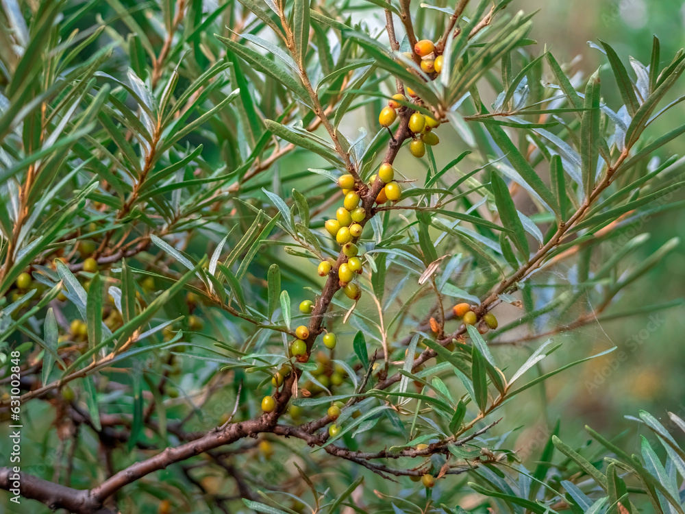 Fototapeta premium Branch of a of sea​​​-buckthorn bush with berries