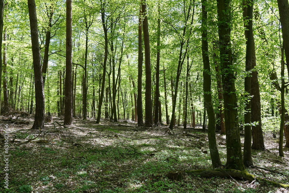 Fototapeta premium Buchenwald im Fruehling