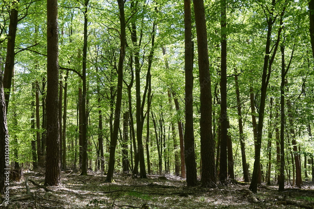 Naklejka premium Buchenwald im Fruehling