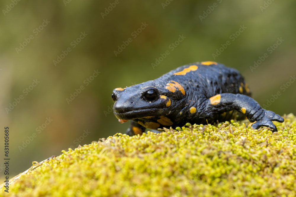 Macro picture of Fire Salamander Macro picture of Fire Salamander