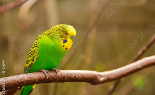 Fotografia Budgerigar on a branch in the wild in a nature reserve