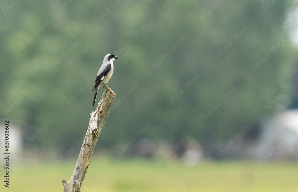 Fototapeta premium Lesser Grey Shrike (Lanius minor)