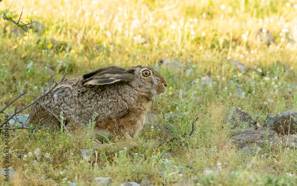 European Hare hiding in grass European Hare hiding in grass