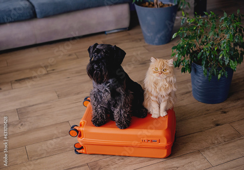 Travel concept with funny dog and cat sitting on suitcase. life with animals concept - wanderlust people traveling the world