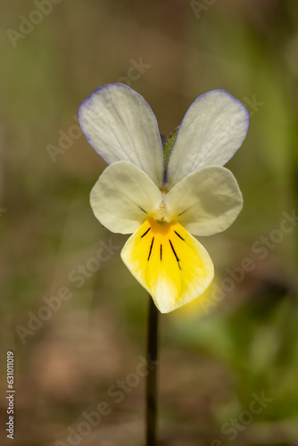 Heartsease, viola tricolor blooming